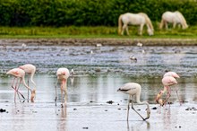 Pelikane und Camargue Pferde