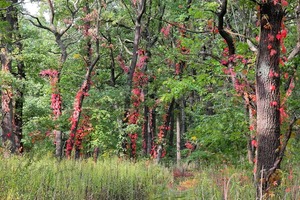 Frühherbstlicher Wald