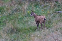 Ein Südschwarzwälder Steiff-Tier...