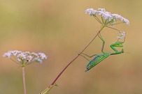 Mantis religiosa