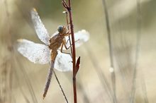 Libelle am Morgen