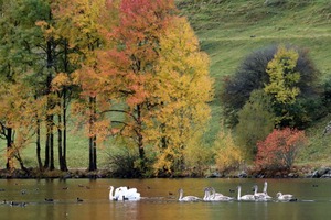 Familie Höckerschwan