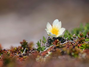 Silberwurz aus dem hohen Norden