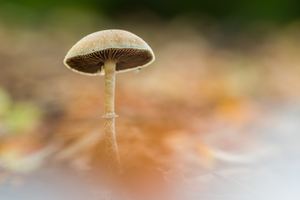 Pilz im Herbstlaub