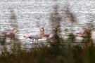Die Flamingos sind zurück