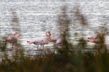 Die Flamingos sind zurück