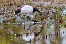 Heiliger Ibis