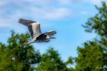 Fliegender Graureiher