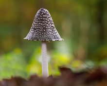 Spechttintling (Coprinopsis picacea )