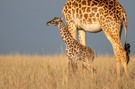 Neugeboren - Giraffendrama #1