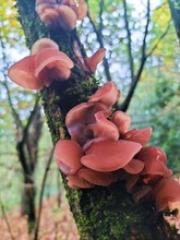 Auricularia auricula-judae