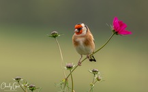 Kleiner Farbtupfer