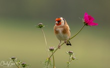 Kleiner Farbtupfer