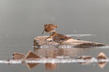 Bekassine ( Gallinago gallinago )