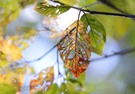 Scherenschnitt im Herbstlaub