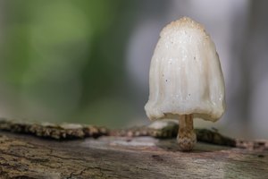 Wie der Pilz bloss Halt findet.....