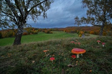 Fliegenpilze in Herbstlandschaft