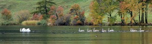 Schwäne vor Herbstlandschaft