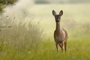 Frühmorgendliche Begegnung ...