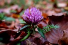 Kleeblüte im Herbst