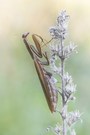 Mantis religiosa