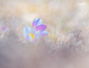 Im Frühling auf der Gerlossteinwand