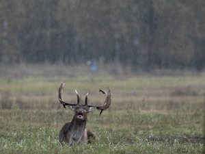 Novemberregen