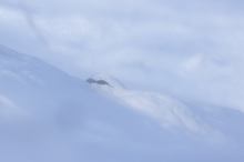 Föhnsturm mit Schneehahn