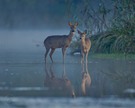 Ricke mit Kitz am Wasser