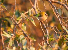 Sommergoldhähnchen im letzten Licht