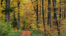 Herbstwald