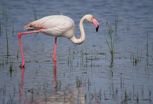 Flamingo '23