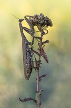 Mantis religiosa