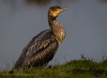 Kormoran ließ sich durch nichts stören....