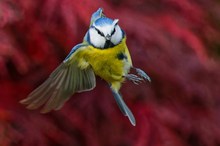 Blaumeise auf roten Hintergrund