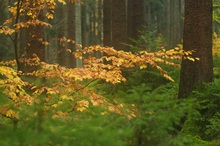 Herbstlicher Wald