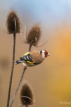 Lichter Moment im Novembergrau