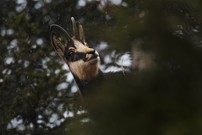 Nur ein paar Flocken...