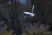 Silberrreiher im Abflug