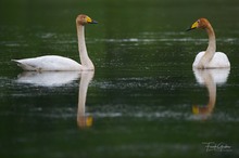 Singschwan Pärchen