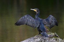 Kormoran