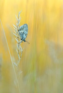 Abends in der Wiese