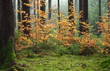 Die letzten schönen Herbsttage