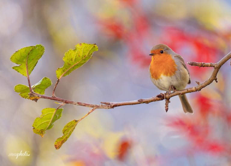 Rotkehlchen - Robin