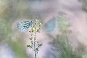 Erinnerungen an den Sommer