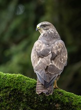 Tief im Wald