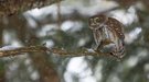 Winter im Spauzenwald