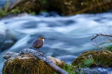 Erste Wasseramsel