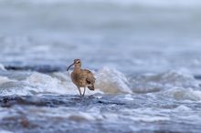 Futtersuche im Meer