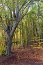 Naturdenkmal in der Osteifel